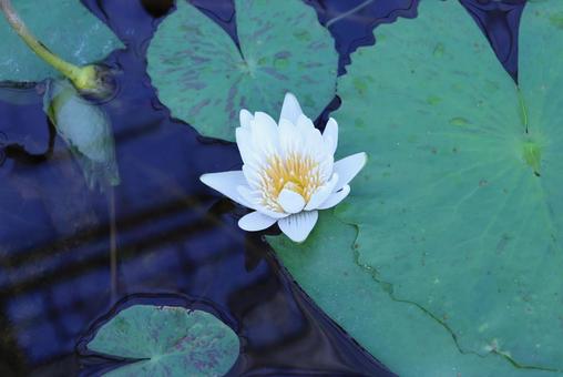 Solitary Water Lily, JPG Solitary Water Lily, JPG