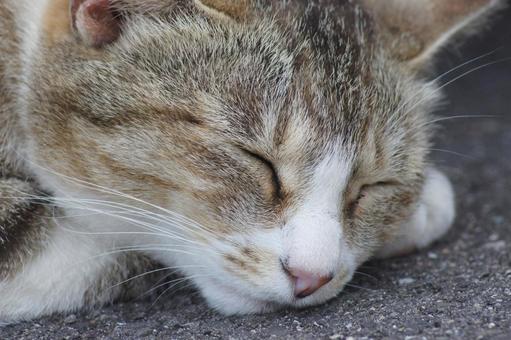 ねこ ねこ にゃんこ,可愛い,野良猫の写真素材