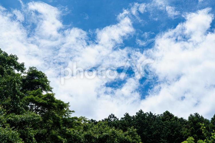青空と森林 森林,青空,入道雲の写真素材