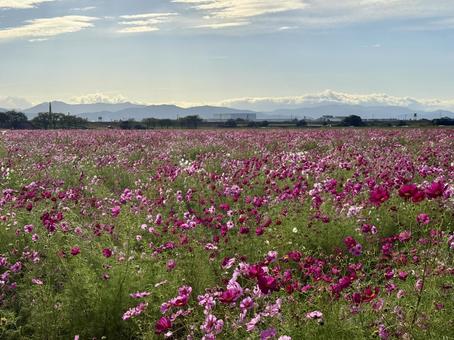 福井県　曇り空と宮ノ下コスモス公苑 福井県,宮ノ下コスモス公苑,曇りの写真素材