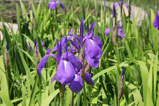 カキツバタ・杜若　咲く風景 カキツバタ,草花,修景の写真素材