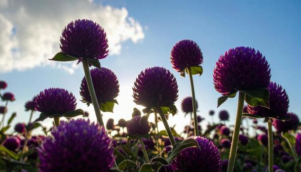 夏から秋の花　センニチコウの写真