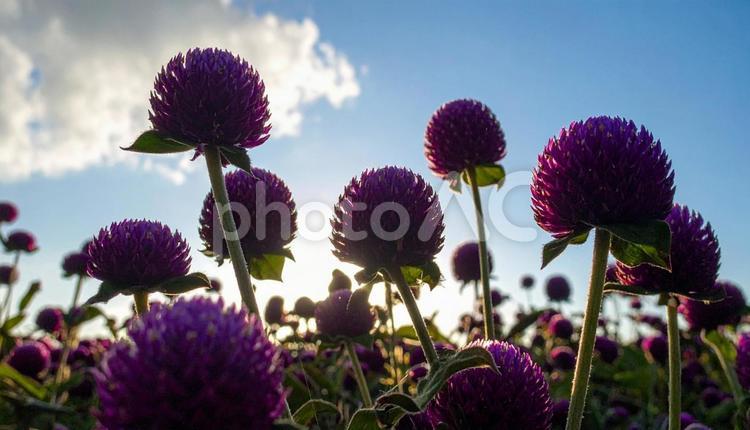 夏から秋の花　センニチコウ センニチコウ,夏,秋の写真素材