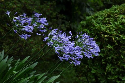 Photo, agapanthus, purple clam, murasaki kunsiran, 