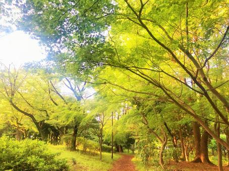 木漏れ日の森 木漏れ日の森の写真