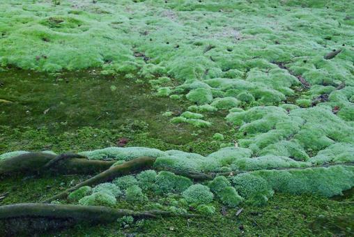 苔庭 苔庭の写真
