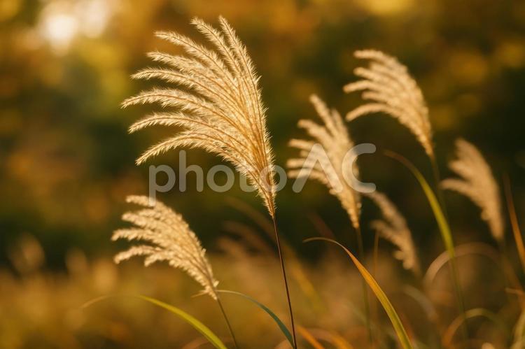 秋の陽に輝くススキの穂 ススキ,穂,秋の写真素材