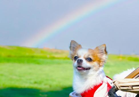 虹を見上げるチワワンコ 虹を見上げるチワワンコ 犬,虹,ペットの写真素材