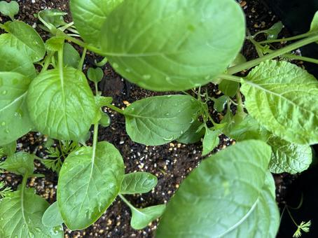 家庭菜園 家庭菜園 レタスミックス,野菜,ガーデニングの写真素材