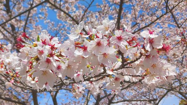 散り際 さくら 桜,さくら,卒業式の写真素材