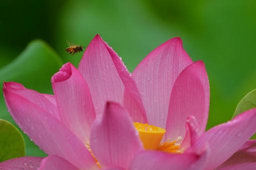 ピンクの蓮の花を訪れるミツバチ ピンクの蓮の花を訪れるミツバチ 蓮,ハス,ピンクの写真素材