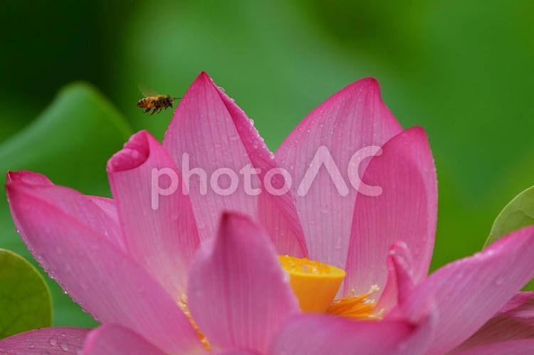 ピンクの蓮の花を訪れるミツバチ 蓮,ハス,ピンクの写真素材