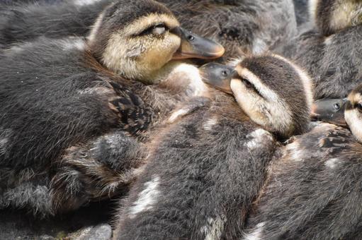 密集する鴨の家族 野鳥,鳥,可愛いの写真素材