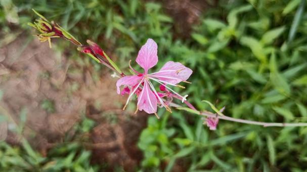 Photo, gaula, white leaf, flower, 