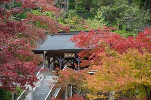 西林寺の紅葉(兵庫県西脇市) 西林寺の紅葉(兵庫県西脇市) 西林寺,紅葉,もみじの写真素材