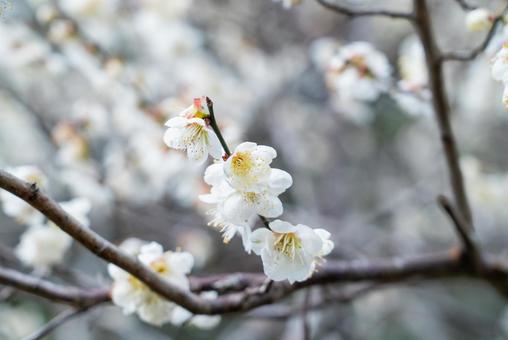 白梅の花クローズアップ 白梅の花クローズアップの写真