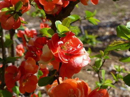Red quince flowers blooming in a park shrub, JPG Red quince flowers blooming in a park shrub, JPG