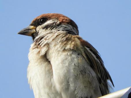 Sparrow, JPG Sparrow, JPG