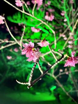 【沖縄】今帰仁城跡の桜イルミネーション 今帰仁城跡,桜,イルミネーションの写真素材