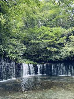 白糸の滝 白糸の滝の写真