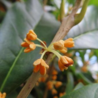 キンモクセイ(金木犀) キンモクセイ(金木犀) キンモクセイ,金木犀,花の写真素材
