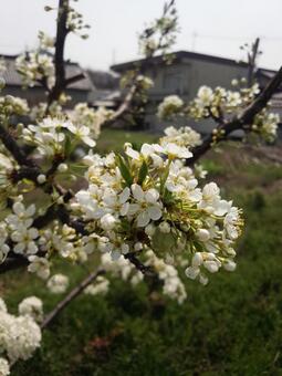 春の花 春の花の写真