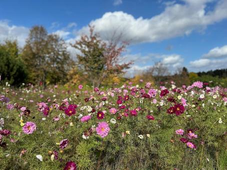 Photo, hokkaido, yuni town, yuni garden, 