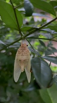羽化したばかりのアブラゼミ 羽化したばかりのアブラゼミ アブラゼミ,昆虫,生き物の写真素材