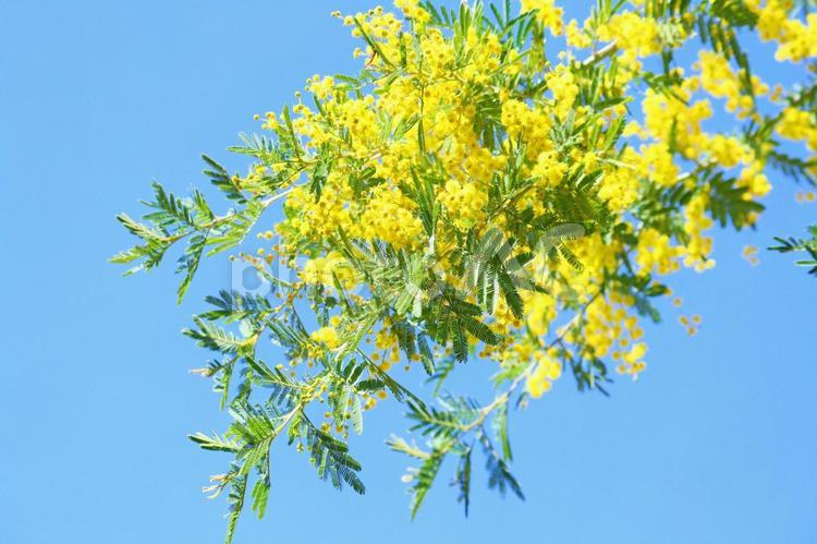 ミモザ（アカシア）の花　４ ミモザ,アカシア,春の花の写真素材
