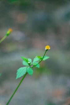 コセンダングサ コセンダングサ,花,雑草の写真素材