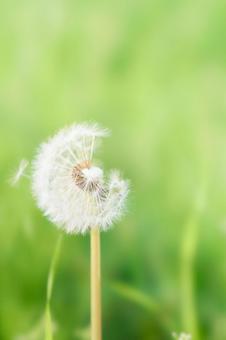 緑背景ふんわりもふもふしたタンポポの綿毛 タンポポ,綿毛,素材の写真素材