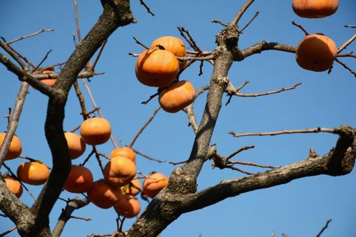 Photo, persimmon, oysters, persimmon tree, 