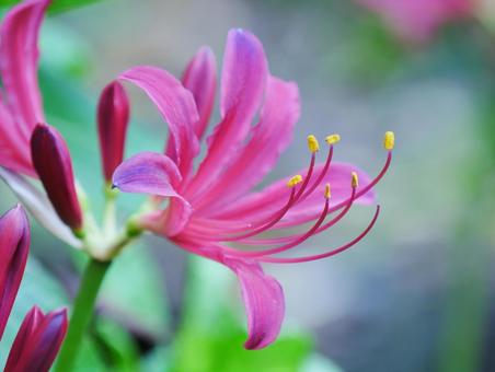 可憐なリコリス リコリス,花,ピンクの写真素材