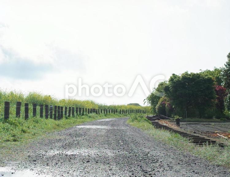 雨上がりのみち 自然,風景,景色の写真素材
