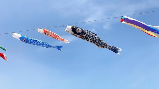 こいのぼり こいのぼり 鯉のぼり,自然,風景の写真素材