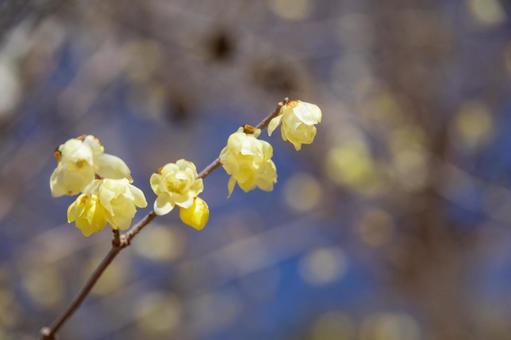 満開のロウバイの花のアップ ロウバイ,花,黄色の写真素材