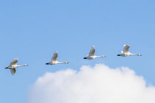 オオハクチョウ⑾ 鳥,オオハクチョウ,ハクチョウの写真素材