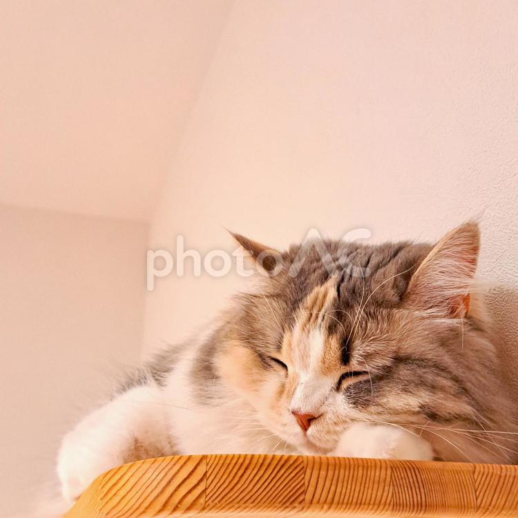 キャットウォークの上で眠る猫 猫,ねこ,ネコの写真素材