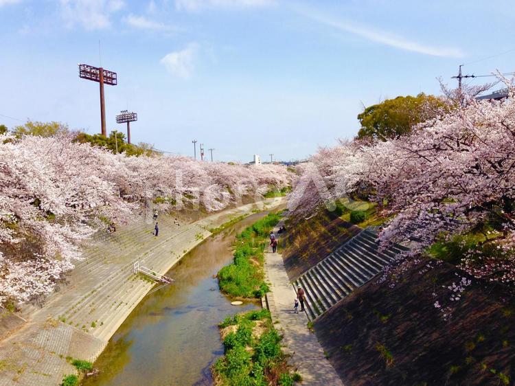 川沿いの桜並木 桜,桜並木,春の写真素材