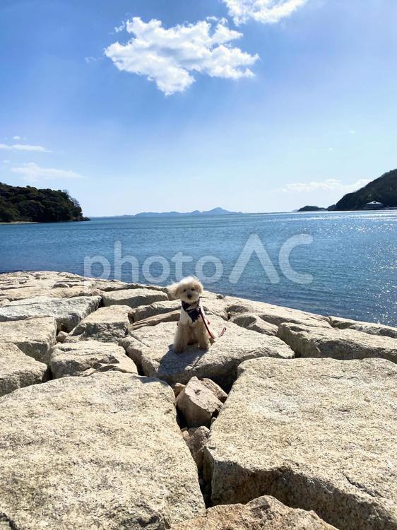 トイプードルと真冬の海 トイプードル,海,自然の写真素材