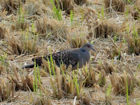 【鳥の写真】キジバト(雉鳩) 【鳥の写真】キジバト(雉鳩) キジバト,雉鳩,生き物の写真素材