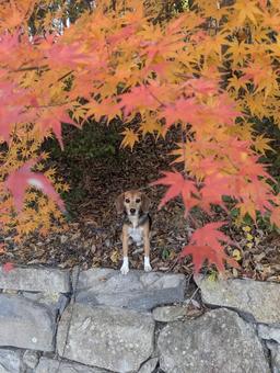 紅葉真っ盛り 犬,ビーグル,中型犬の写真素材