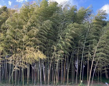 竹林 竹林 竹,自然,風景の写真素材