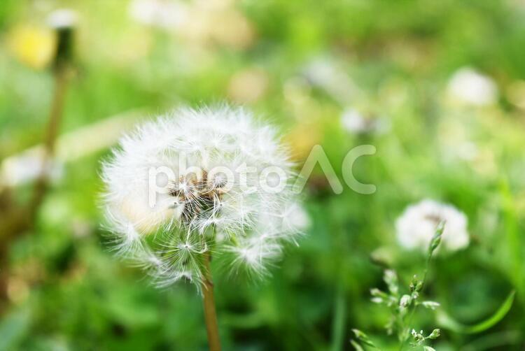 たんぽぽの綿毛２ わたげ,綿毛,種の写真素材