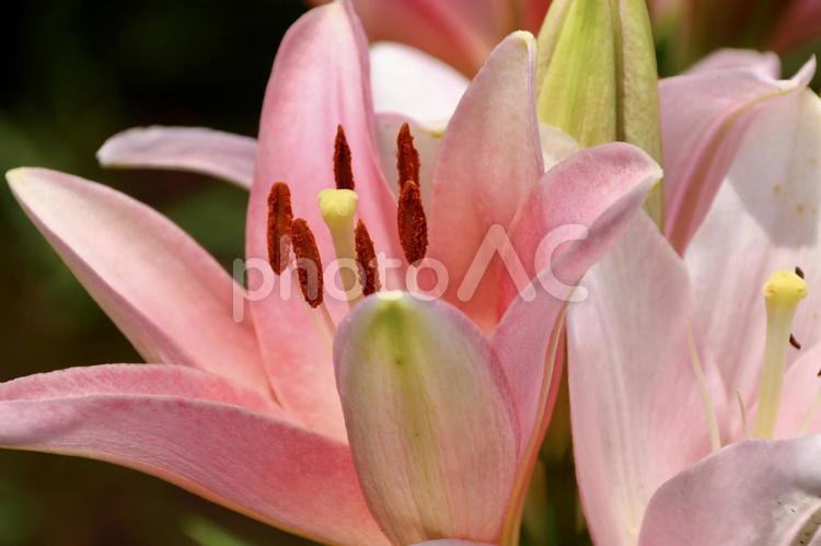 ピンクの百合の花　15 百合,ゆり,ユリの写真素材
