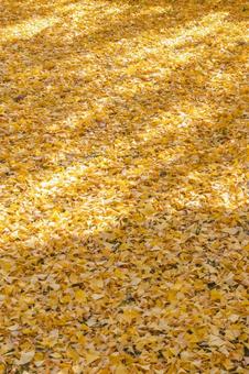 イチョウの絨毯 イチョウ,銀杏,絨毯の写真素材