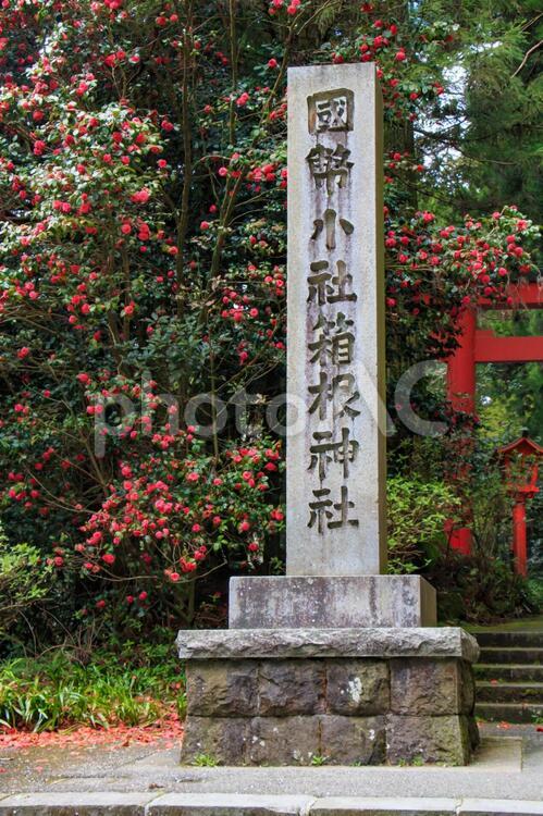 箱根神社　石柱 箱根神社,石柱,神奈川県の写真素材