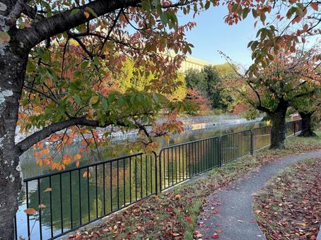 紅葉(琵琶湖疏水沿いの道) 紅葉,秋,京都の写真素材