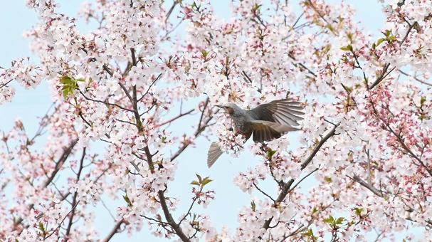 Photo, brown ears, yoshino cherry tree, beautiful, 