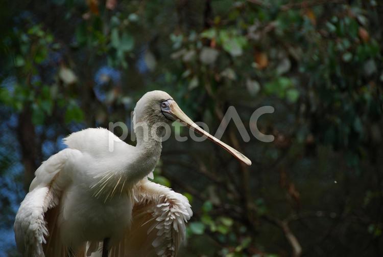 くちばしの長い鳥 自然,鳥,生き物の写真素材